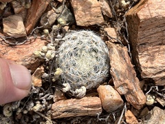Mammillaria lasiacantha
