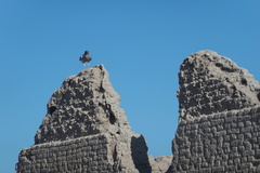 Melierax canorus canorus