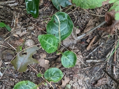 Pyrola americana