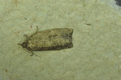 Choristoneura fumiferana