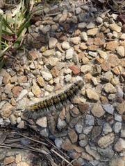 Bombycomorpha bifascia