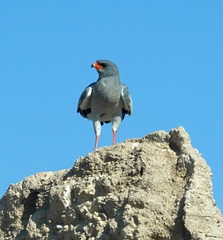 Melierax canorus canorus