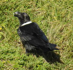 Corvus albicollis