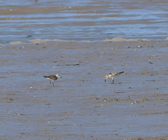 Calidris ruficollis