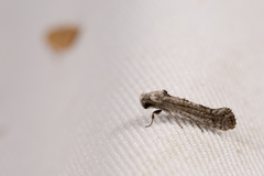 Harmaclona tephrantha