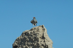 Melierax canorus canorus