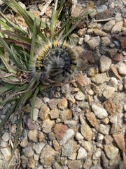Bombycomorpha bifascia