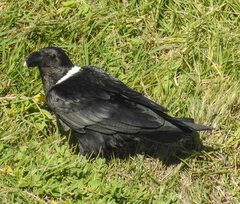 Corvus albicollis