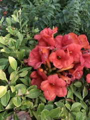 Campsis × tagliabuana