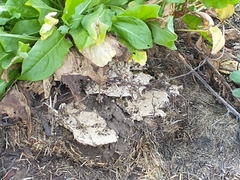 Vespula germanica