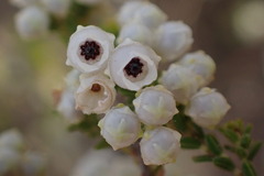 Erica fimbriata