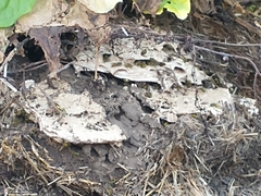 Vespula germanica