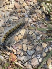 Bombycomorpha bifascia