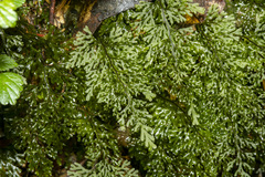 Hymenophyllum australe