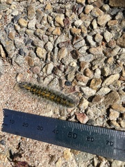 Bombycomorpha bifascia