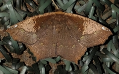 Paragonia cruraria