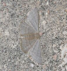 Idaea distinctaria