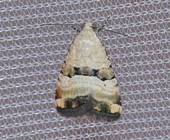 Pseudozarba bipartita