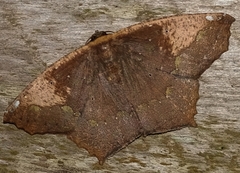Paragonia cruraria