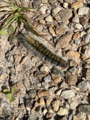 Bombycomorpha bifascia