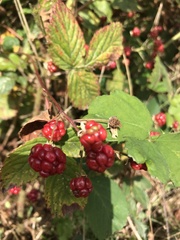 Rubus idaeus