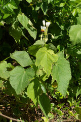 Sparrmannia africana