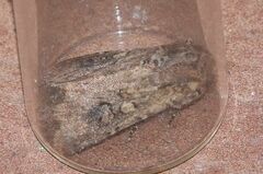 Mythimna languida
