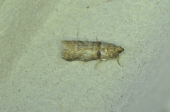 Acrobasis