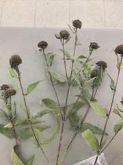 Monarda fistulosa