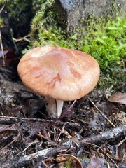 Lactarius vinaceorufescens