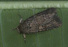 Spodoptera cilium