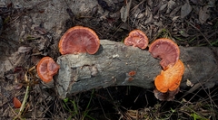 Fungi