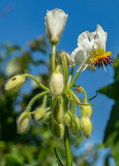 Sparrmannia africana