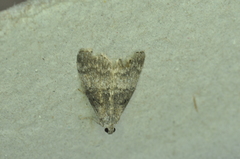 Pococera asperatella
