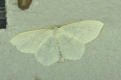 Scopula limboundata