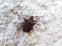 Picromerus bidens