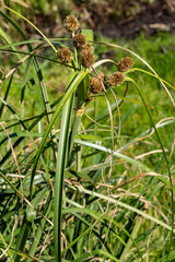 Cyperus