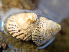 Bembicium nanum