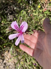 Pelargonium betulinum