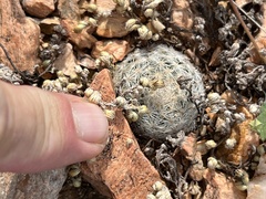 Mammillaria lasiacantha