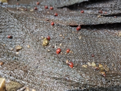 Optediceros breviculum