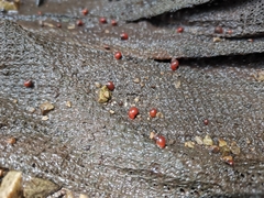 Optediceros breviculum