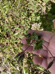Pelargonium betulinum