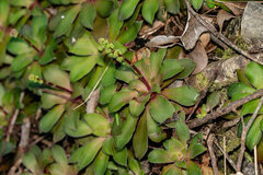 Crassula orbicularis