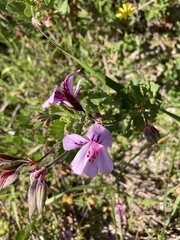 Pelargonium betulinum