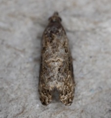 Endothenia hebesana