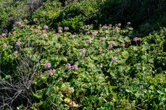 Pelargonium zonale