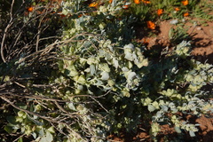 Atriplex lindleyi