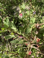 Pelargonium betulinum