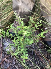 Vaccinium myrsinites